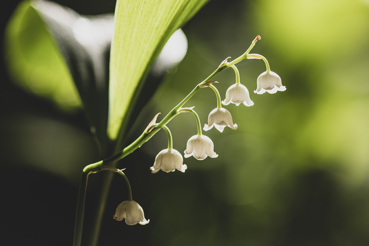 Lily of the Valley Fragrance Oil